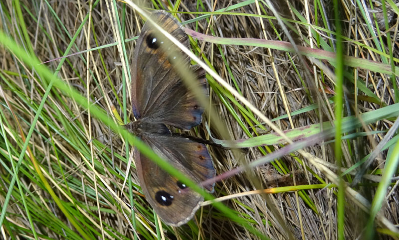 accoppiamento di Satyrus ferula - Nymphalidae Satyrinae